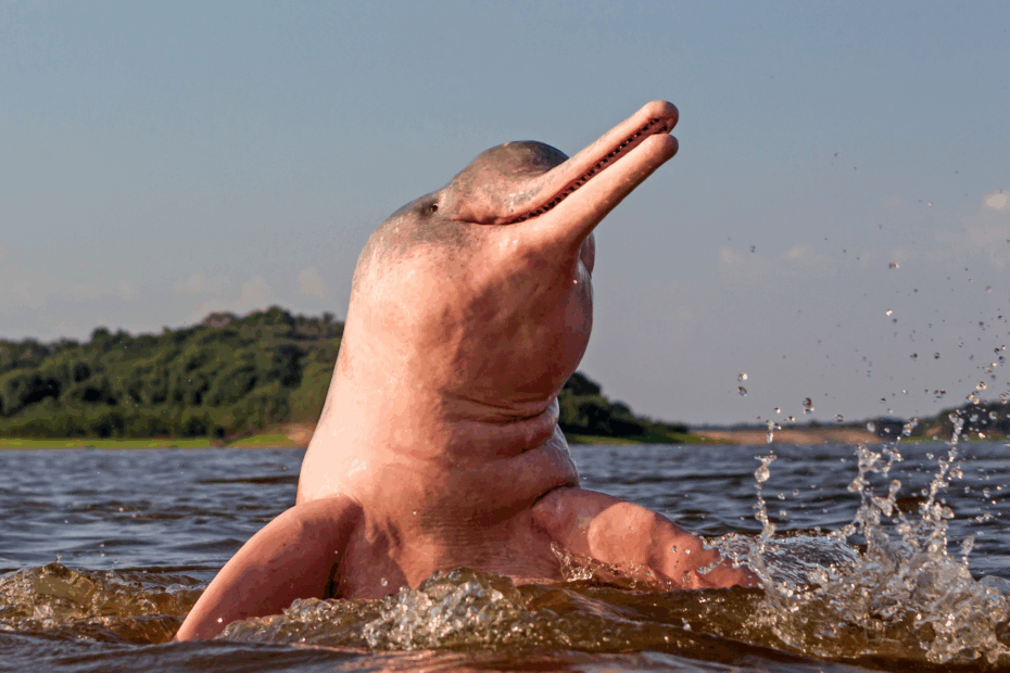 Golfinho-cor-de-rosa saudável emergindo da superfície do Rio Tefé, com o reflexo da floresta e do céu ao fundo, simbolizando esperança e resiliência da vida amazônica.