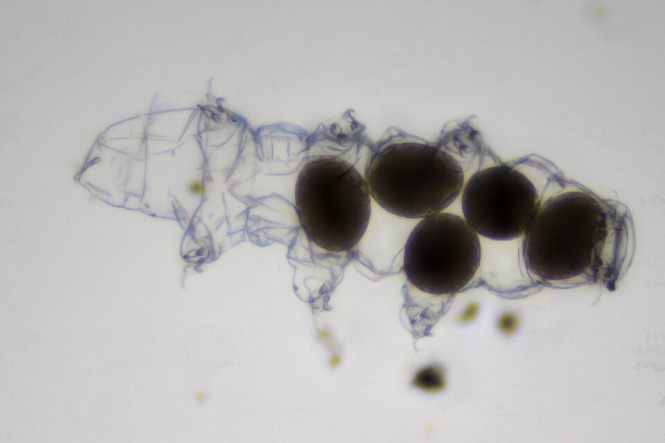 Tardígrados, também conhecidos como ursos-d’água, vistos em close sob microscópio. Esses minúsculos animais conseguem sobreviver a temperaturas extremas, radiação intensa e até às condições do espaço. (Crédito: ESA)