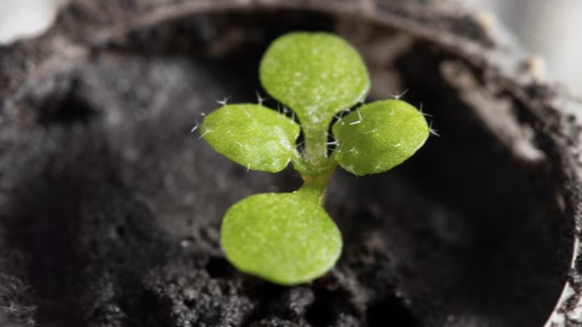 Fotografia de uma pequena planta Arabidopsis germinando em amostra real de solo lunar, mostrando folhas verdes frágeis emergindo do regolito. Crédito: University of Florida.